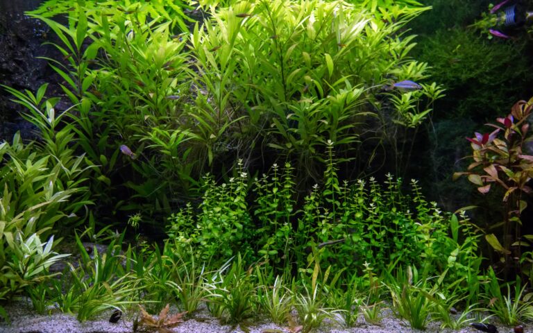 freshwater aquarium with living plants